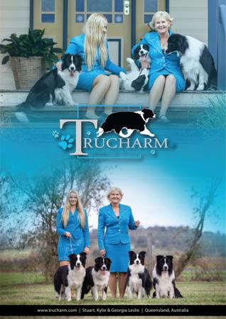 Border Collie for sale by TRUCHARM