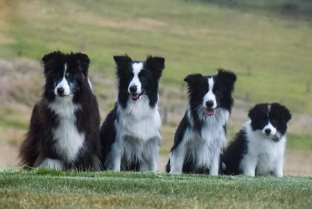 Border Collie for sale by TRUCHARM