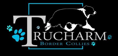 Border Collie for sale by TRUCHARM