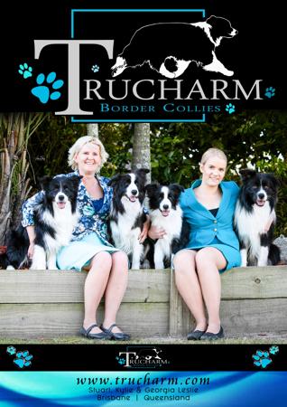 Border Collie for sale by TRUCHARM