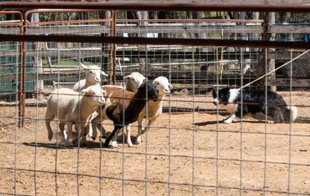 Border Collie for sale by TRUCHARM