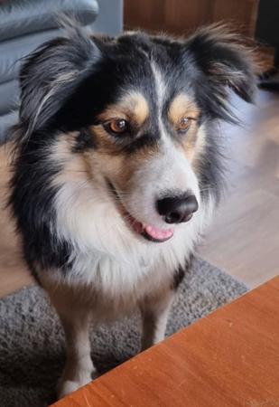 Border Collie puppy for sale by TOMANICKEL