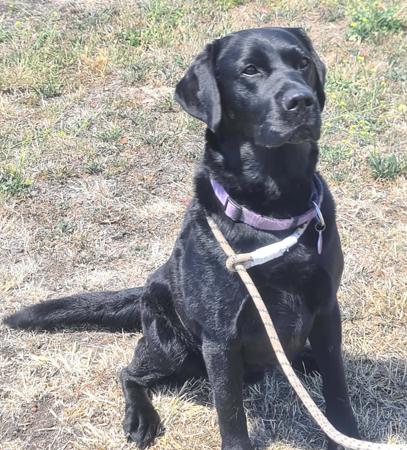 Labrador Retriever puppy for sale by CASCOTT