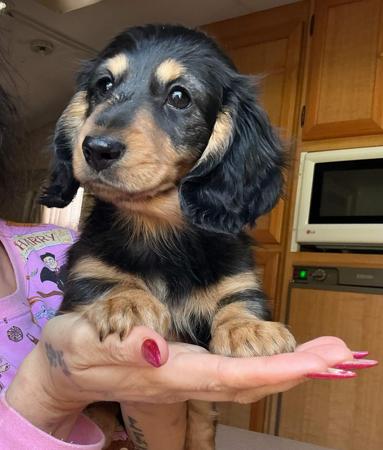 Dachshund (Miniature Long Haired) for sale by FROSTYPAWS
