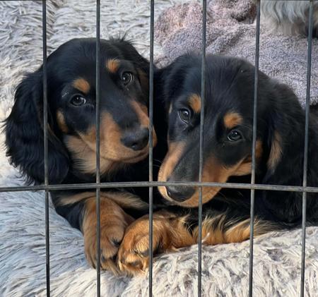 Dachshund (Miniature Long Haired) for sale by FROSTYPAWS