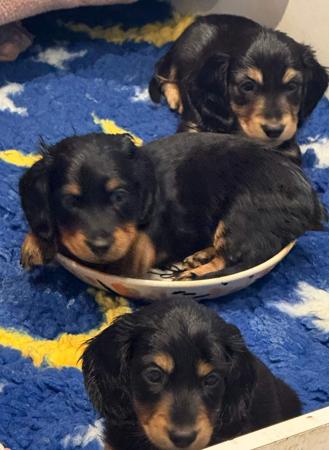 Dachshund (Miniature Long Haired) for sale by FROSTYPAWS