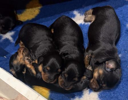 Dachshund (Miniature Long Haired) for sale by FROSTYPAWS