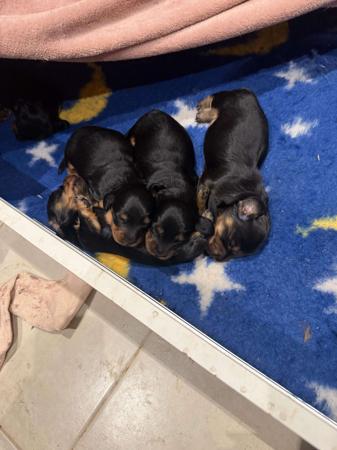 Dachshund (Miniature Long Haired) for sale by FROSTYPAWS