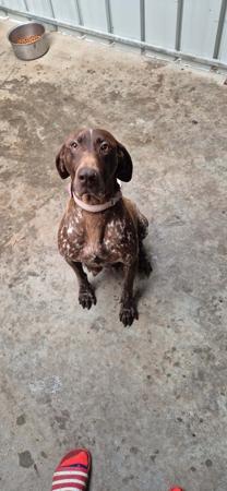 German Shorthaired Pointer for sale by DOGINIT