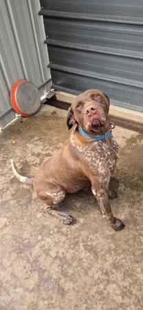 German Shorthaired Pointer for sale by DOGINIT
