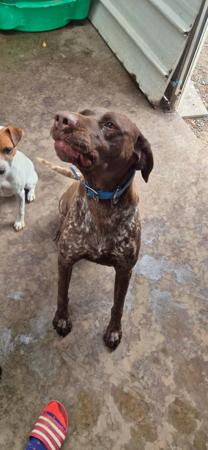 German Shorthaired Pointer for sale by DOGINIT