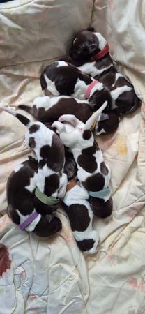 German Shorthaired Pointer for sale by DOGINIT