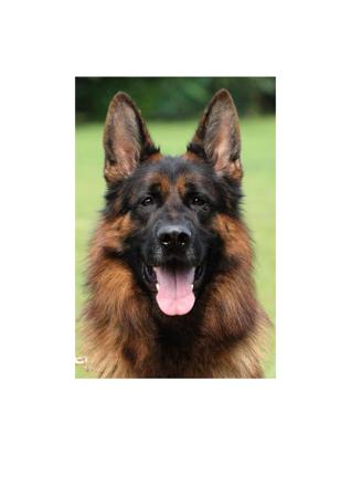 German Shepherd Dog puppy for sale by BOSSFACE