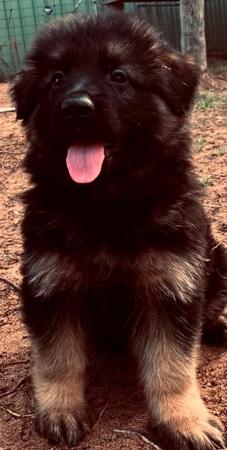German Shepherd Dog (Long Stock Coat) puppy for sale by BOSSFACE