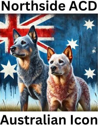 Australian Cattle Dog puppy for sale by NORTHSIDEACD