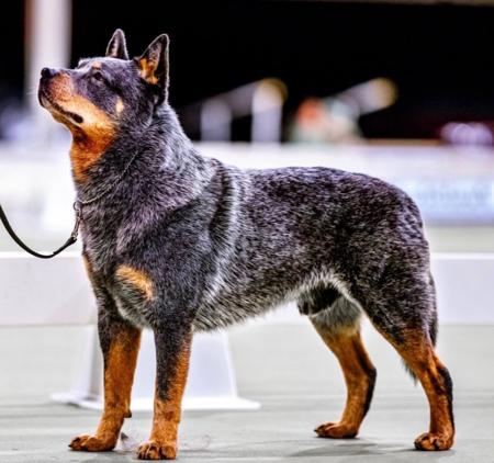 Australian Cattle Dog puppy for sale by NORTHSIDEACD