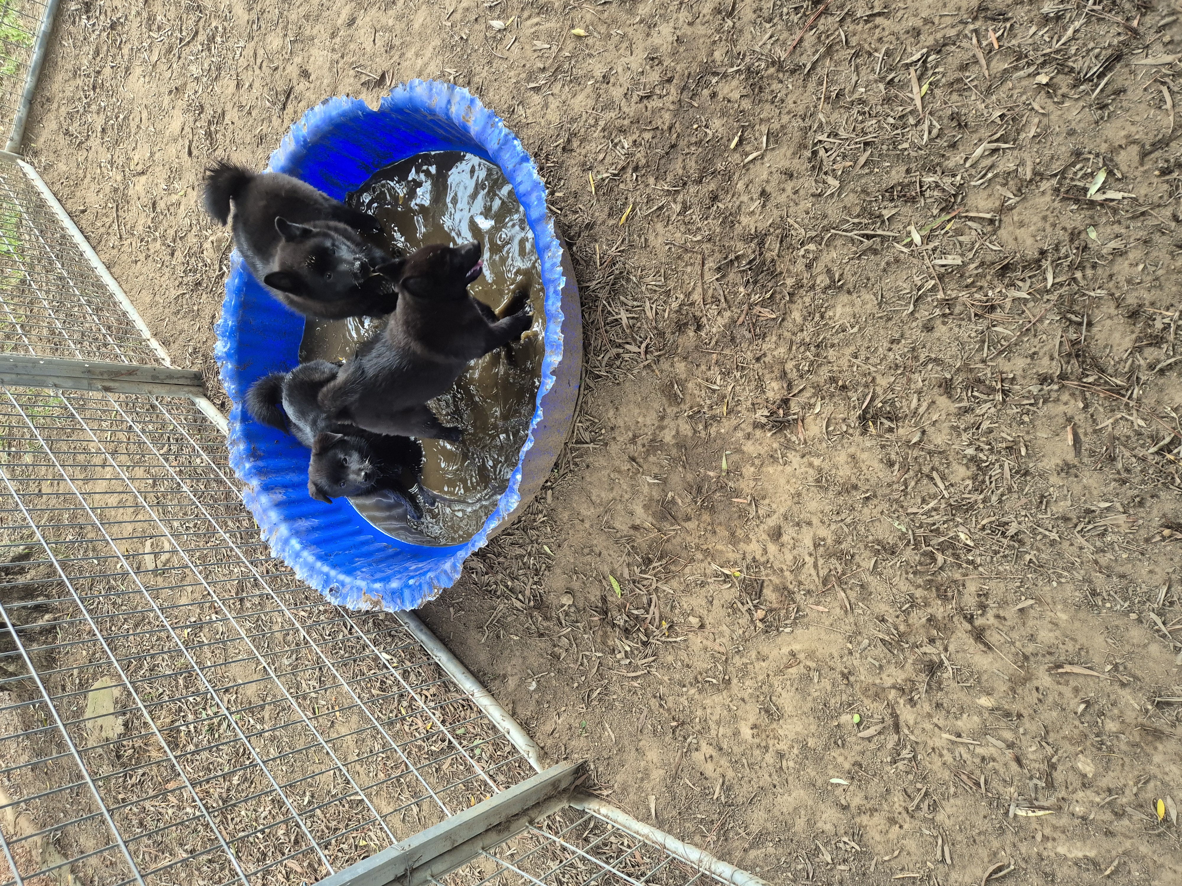 Schipperke puppy for sale by BREOGAN