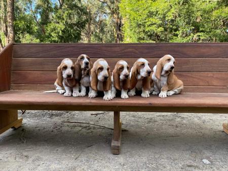 Basset Hound for sale by EMBASSE