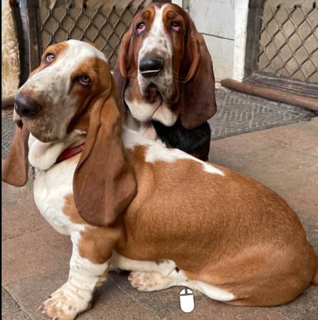 Basset Hound for sale by EMBASSE