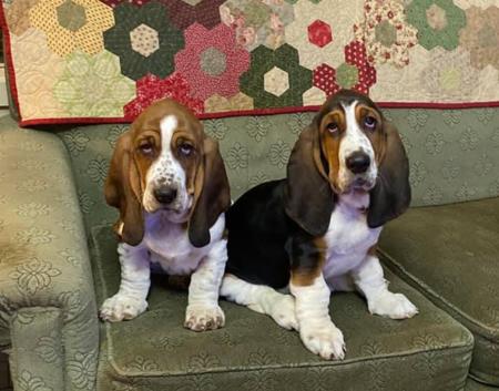 Basset Hound for sale by EMBASSE