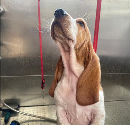 Basset Hound for sale by EMBASSE