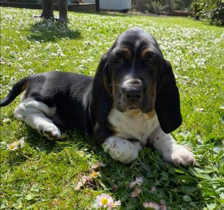 Basset Hound for sale by EMBASSE