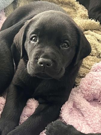 Labrador Retriever puppy for sale by THERAPAWS