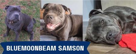Staffordshire Bull Terrier for sale by MONTYBLU