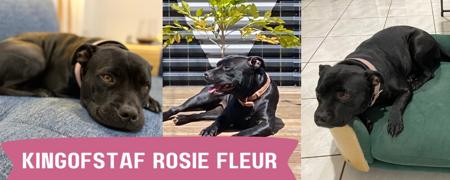 Staffordshire Bull Terrier for sale by MONTYBLU