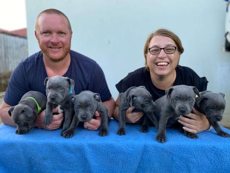 Staffordshire Bull Terrier for sale by MONTYBLU