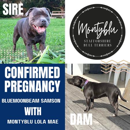 Staffordshire Bull Terrier puppy for sale by MONTYBLU