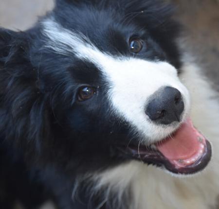 Border Collie puppy for sale by DUSZAH