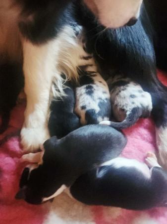 Border Collie puppy for sale by DUSZAH