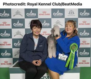 Bedlington Terrier for sale by FIORALAINN