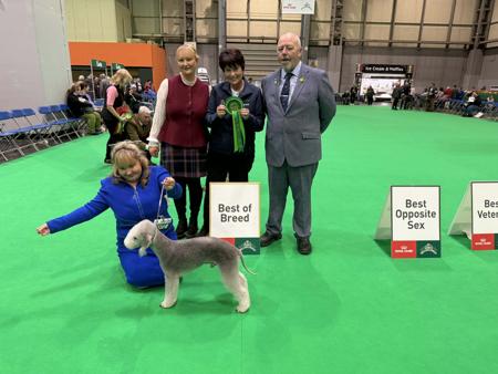 Bedlington Terrier for sale by FIORALAINN