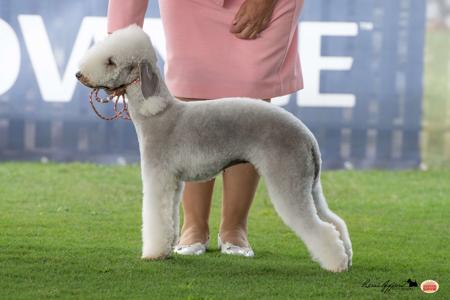 Bedlington Terrier for sale by FIORALAINN