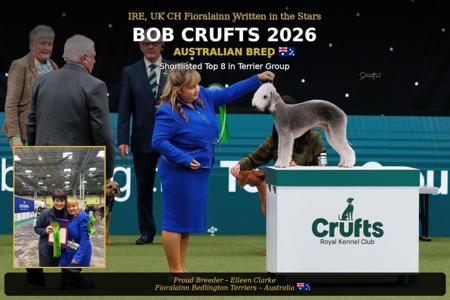 Bedlington Terrier for sale by EILEENCLARKE