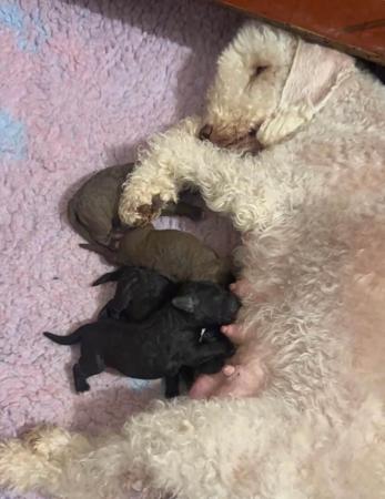 Bedlington Terrier puppy for sale by EILEENCLARKE
