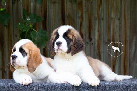 St Bernard puppy for sale by WINSARVEY