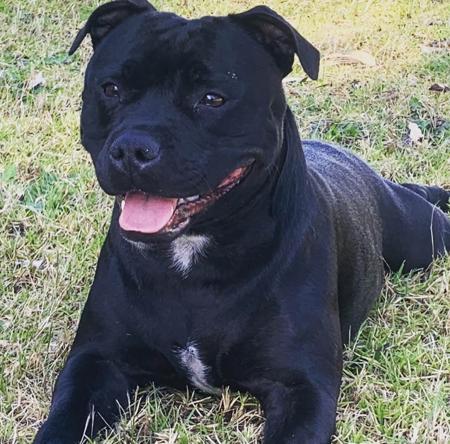 Staffordshire Bull Terrier for sale by CAROSKYE