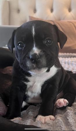 Staffordshire Bull Terrier for sale by CAROSKYE