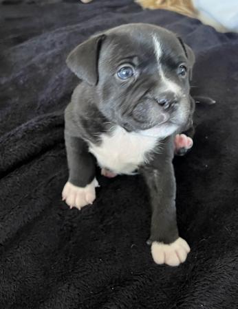 Staffordshire Bull Terrier for sale by CAROSKYE