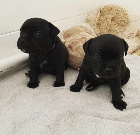 Staffordshire Bull Terrier for sale by CAROSKYE