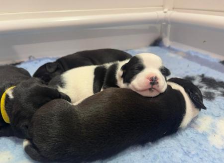 Staffordshire Bull Terrier for sale by CAROSKYE