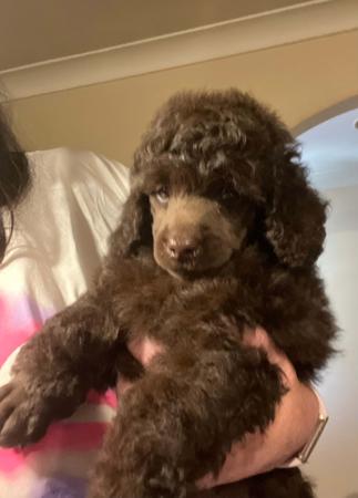Poodle (Miniature) for sale by CHANELKIN