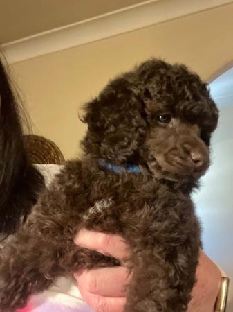 Poodle (Miniature) for sale by CHANELKIN