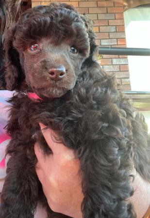 Poodle (Miniature) for sale by CHANELKIN