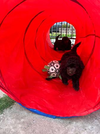 Poodle (Miniature) for sale by CHANELKIN