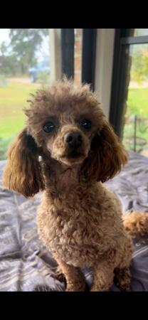 Toy Poodle Breeders NSW