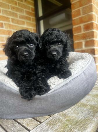 Poodle (Toy) for sale by BELLARROW